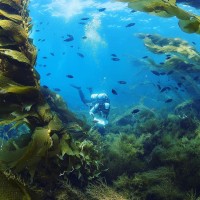 Underwater Parks Photo by Santa Barbara Channelkeeper