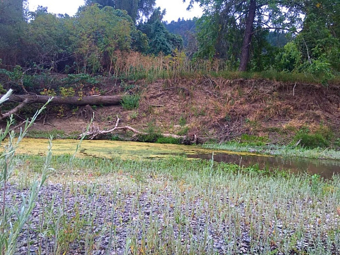 A simple case of cause and effect. After paddling roughly six miles of river and seeing almost no algae, in the first side pool below the cows we found this massive algae bloom that had some cyanobacteria mixed in that can cause toxic algae blooms. Finding a means of bringing water to cows rather than allowing cows in the River would eliminate this major source of pollution directly into the river that can cause toxic algae blooms and beach closures. This isn’t 1800 anymore, we can bring water to cows!