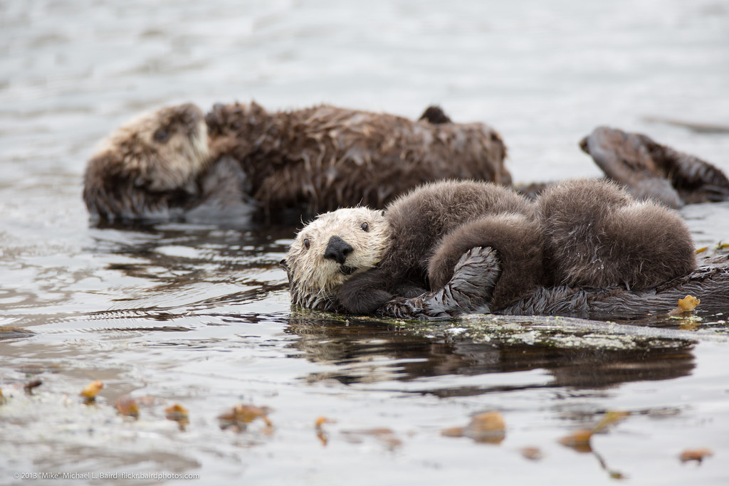 Time to Celebrate the Sea Otter