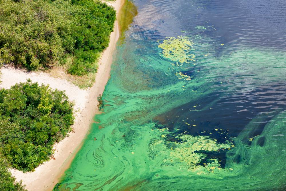 It is Time for California to Address Harmful Algal Blooms