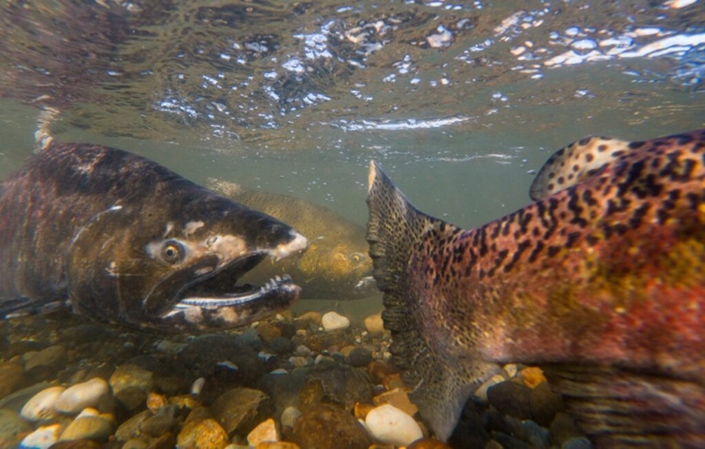 California Continues to Fail Commercial Fishing