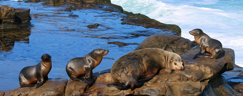 Call to Action! Protect Ocean Life from Acidification and Oxygen Loss